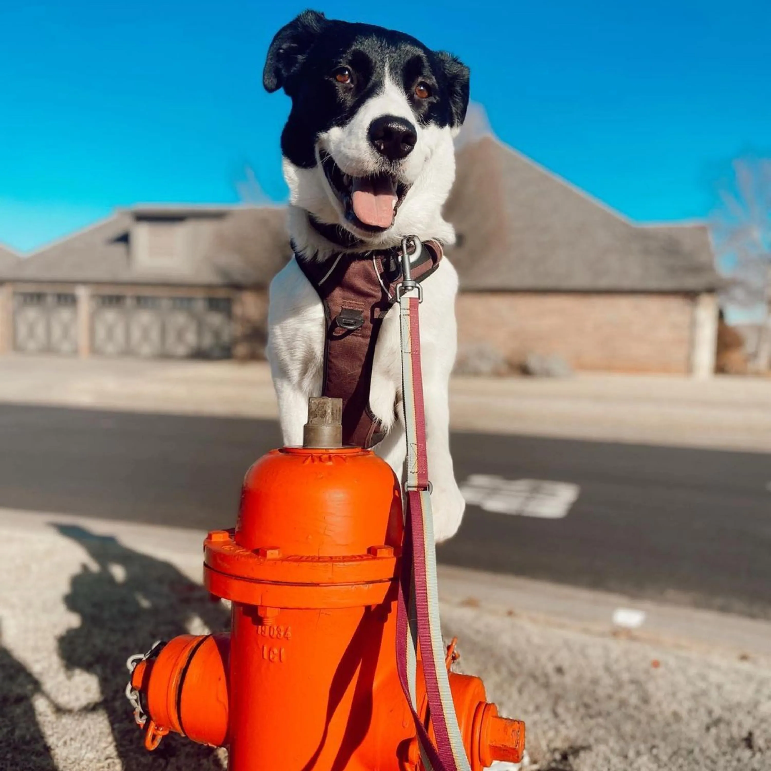 Alpine Reflective Harness | Reflective Dog Harness