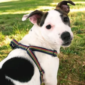 Corps Coloured Small Dog Harness