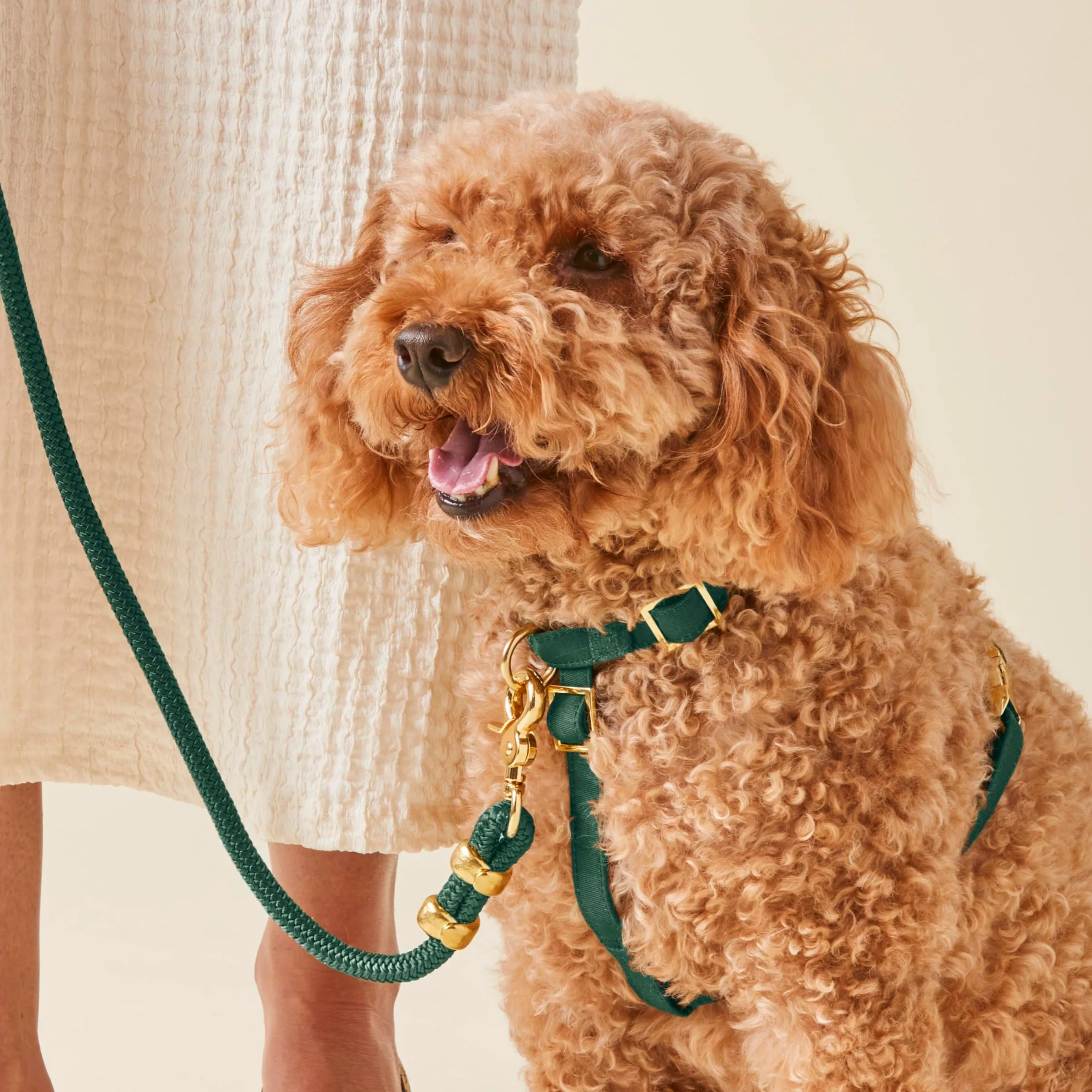 Evergreen Dog Harness