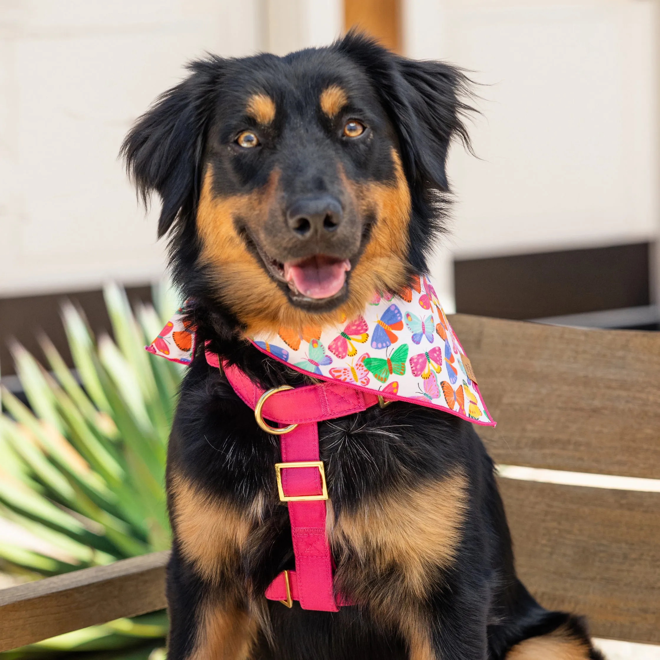 Hot Pink Dog Harness