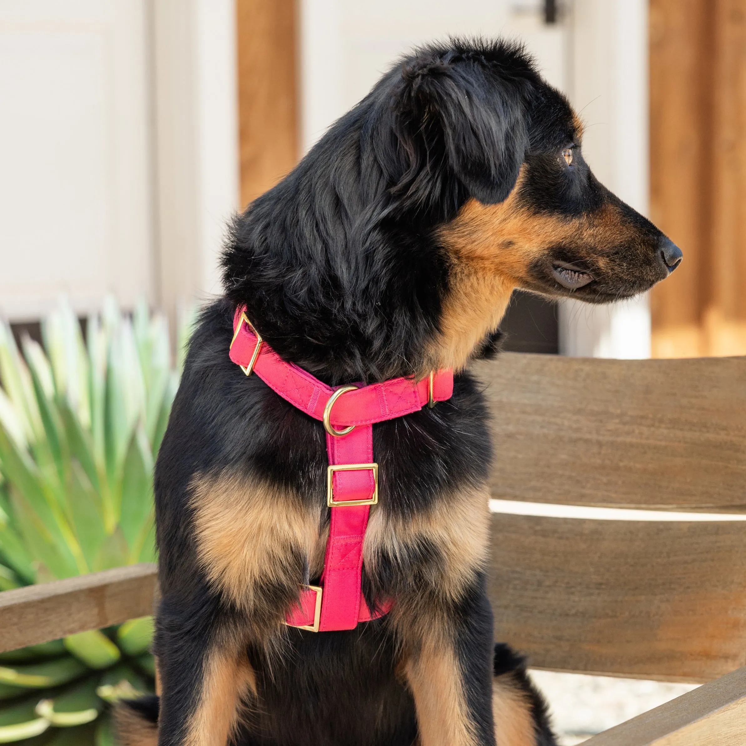 Hot Pink Dog Harness