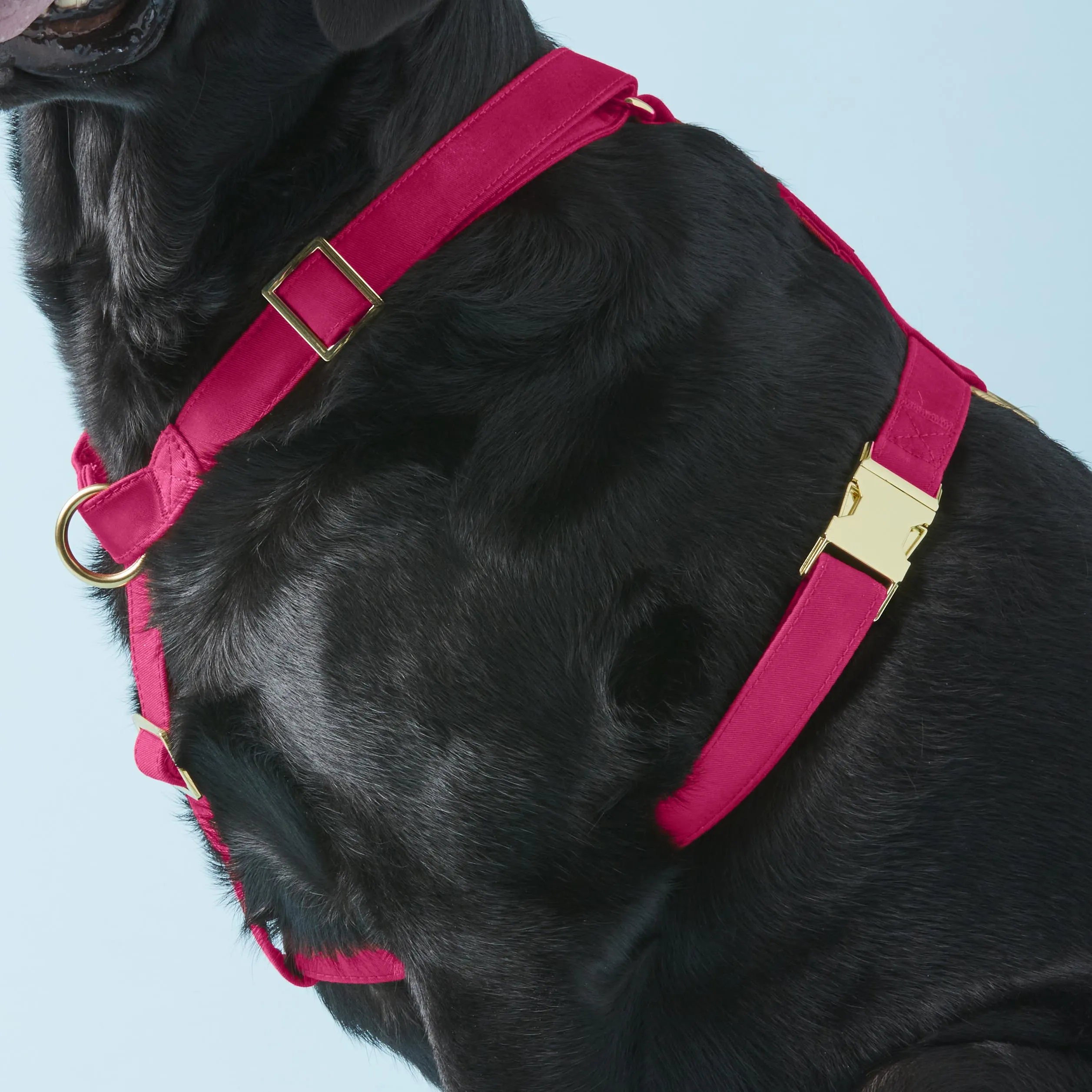 Hot Pink Dog Harness