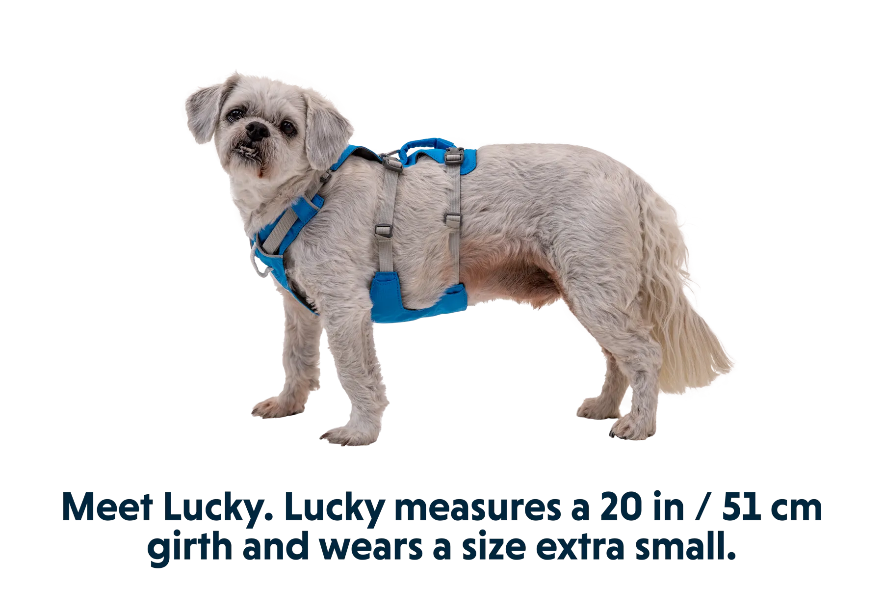 RP - Flagline™ Dog Harness with Handle